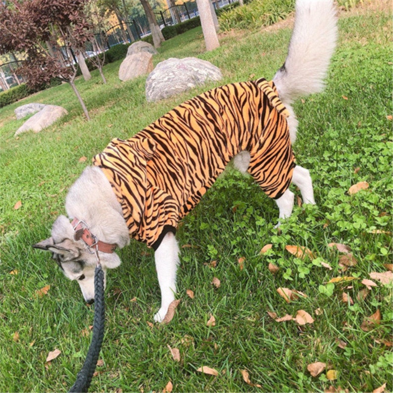 Dog In Tiger Costume
 Tiger Dog costumes for Halloween pet Halloween costume dog