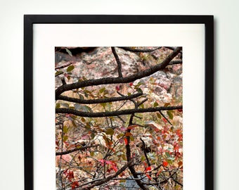 Zen In Fall