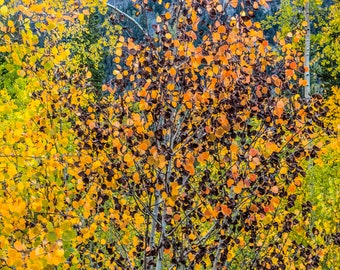 Mt. Royal In Fall