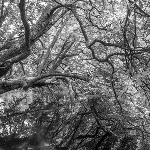 May include: A black and white photograph of a tree with branches reaching over a body of water. The branches are thick and gnarled, and the leaves are dense, creating a canopy over the water.
