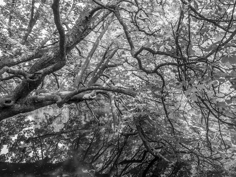 May include: A black and white photograph of a tree with branches reaching over a body of water. The branches are thick and gnarled, and the leaves are dense, creating a canopy over the water.