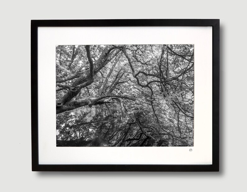 May include: Black and white photograph of a forest canopy with branches and leaves.