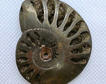 ロシア産、黄鉄鉱マトリックス上の黄鉄鉱化アンモナイト化石、1億5000