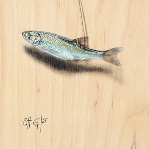 Live Minnow Painting Print - Fine Art, Crappie Minnow Painting, Fishing Art, Art Print, Acrylic Painting