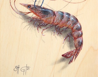 Live Shrimp Print - Saltwater Fishing, Fishing Art, Trout Fishing Art, Outdoor Art, Art Print, Acrylic Painting, Redfish, Speckled Trout