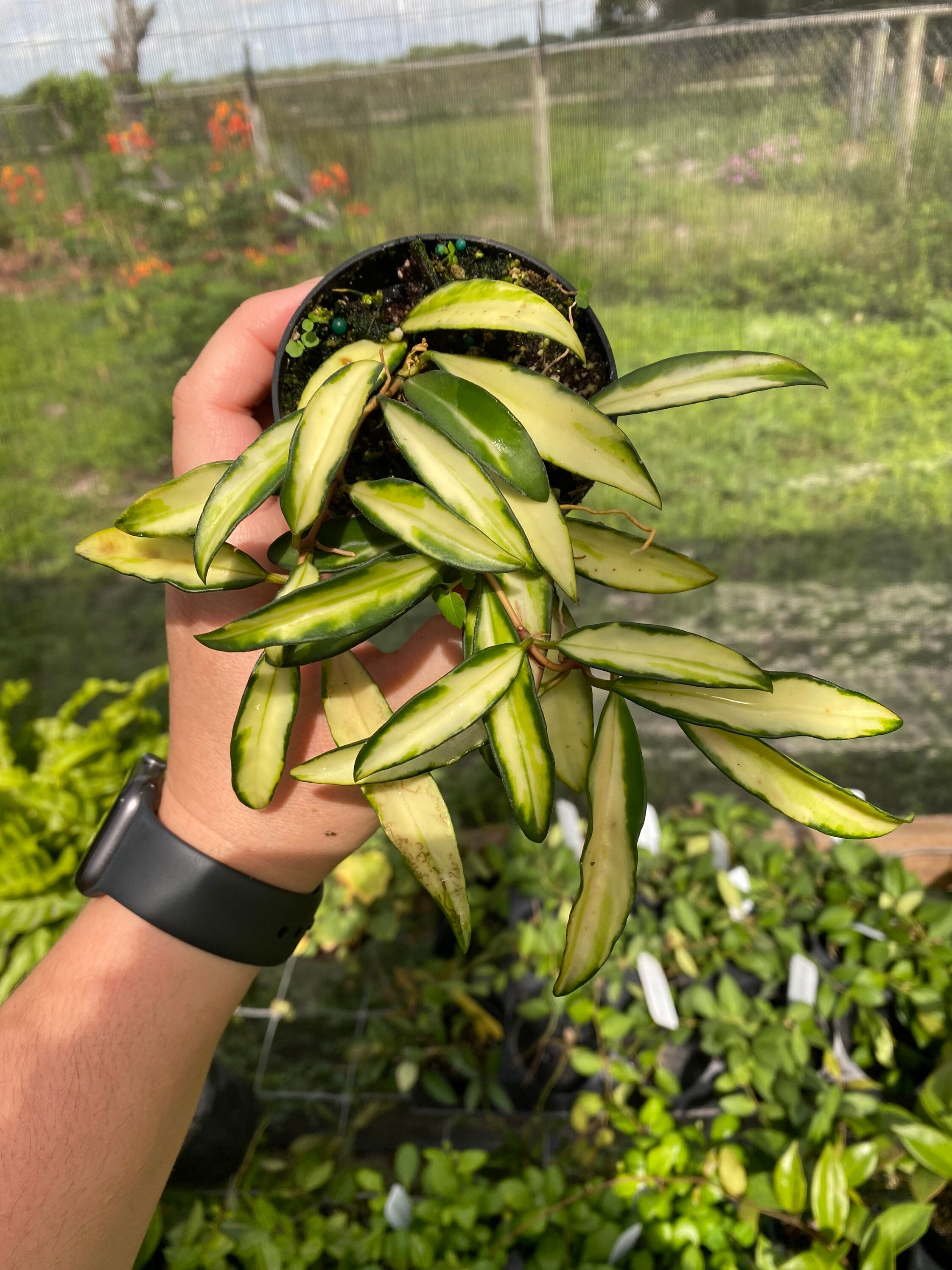 Hoya wayetti variegated wax plant variegated rare wax plant Etsy