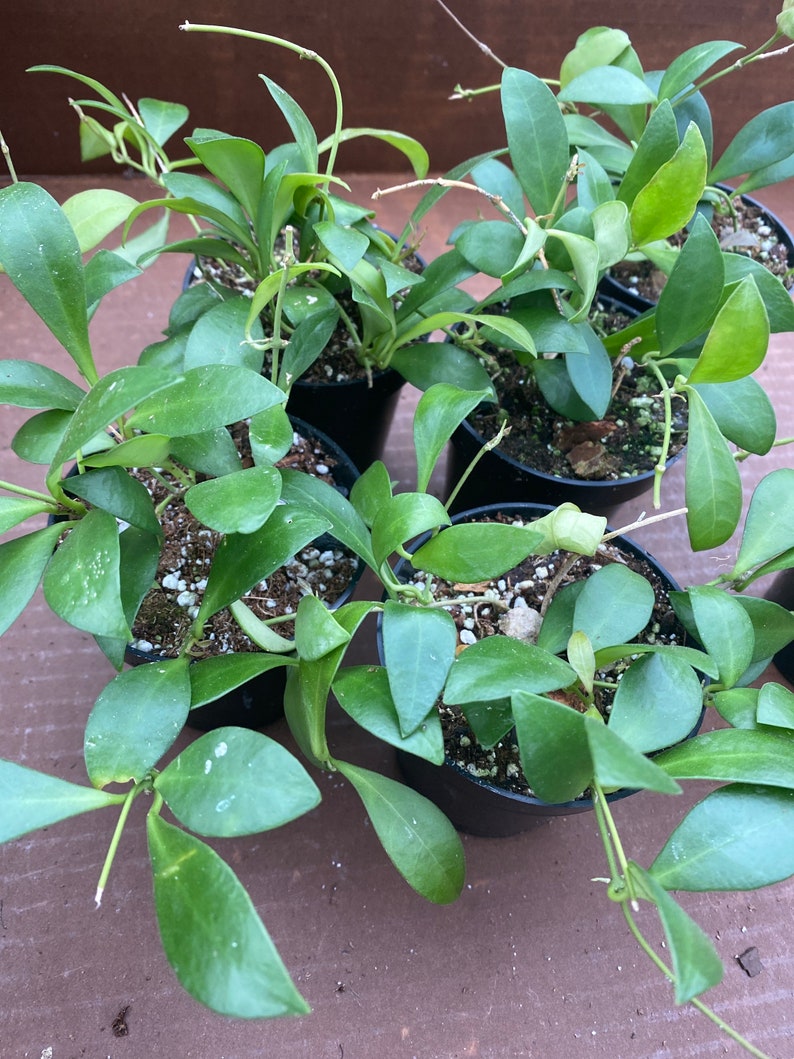 Hoya leytensis rooted wax plant rare hoyas Etsy