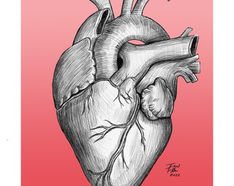 Anatomical Heart Drawing, Heart, Anatomy, Medical, Medical Illustration, Pen and Ink, Human