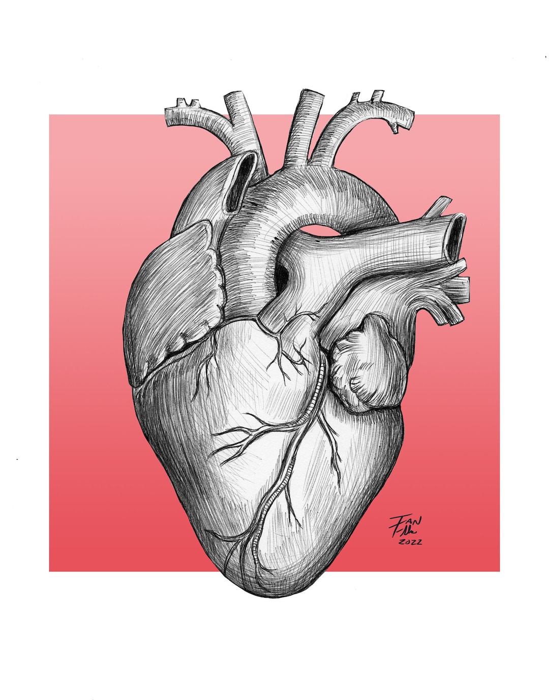 Anatomical Heart Drawing, Heart, Anatomy, Medical, Medical Illustration