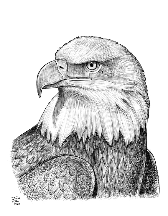 Dibujo de águila calva América Estados Unidos Patriotismo - Etsy España