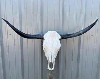 Longhorn steer skull with 3 feet 4" INCH wide polished horns cow bull head authentic Western Decoration