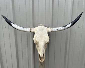 ワトゥシ雄牛の頭蓋骨、幅3フィート3インチの磨かれた角、牛の雄牛の頭