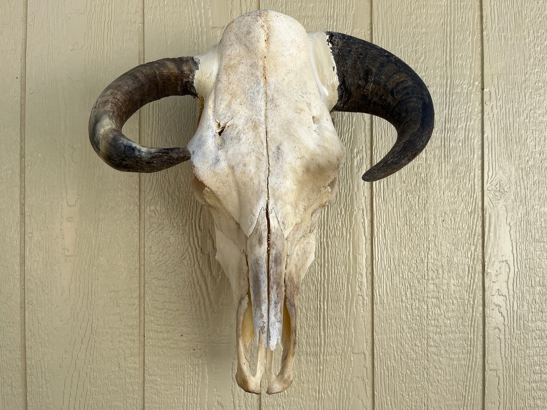 Herford Bull Skull With 18 Inch Wide Horns Cow Steer Etsy