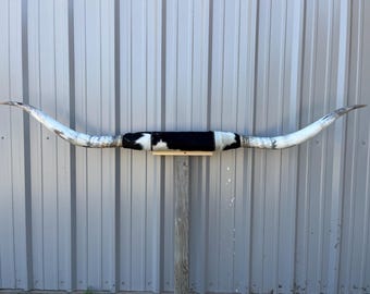 マウントされた雄牛の角 8 フィート 1 インチ幅 磨かれた牛の角 雄牛