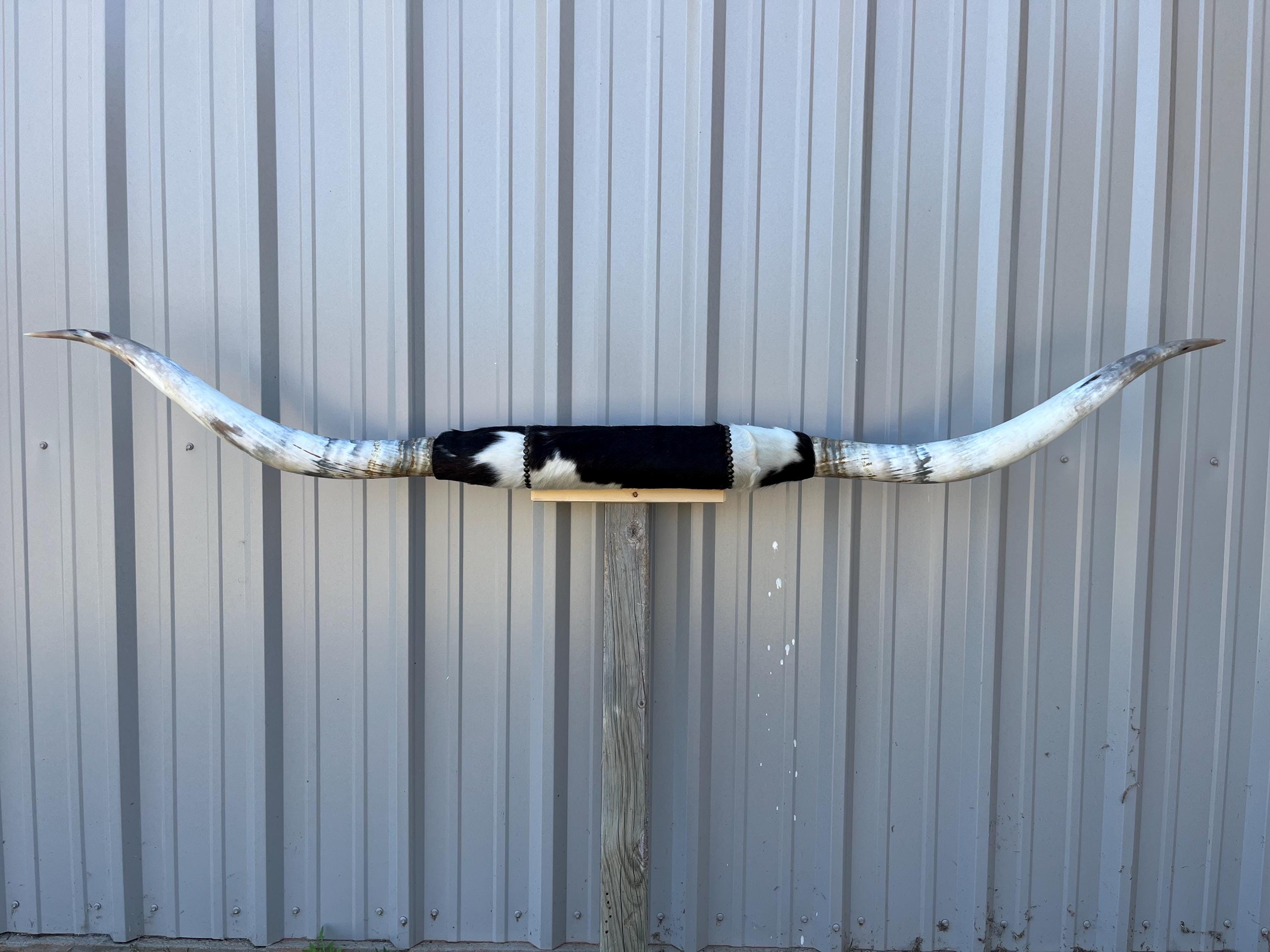 マウントされた雄牛の角 7フィート 1 1/4インチ幅 磨かれた牛の角 雄牛