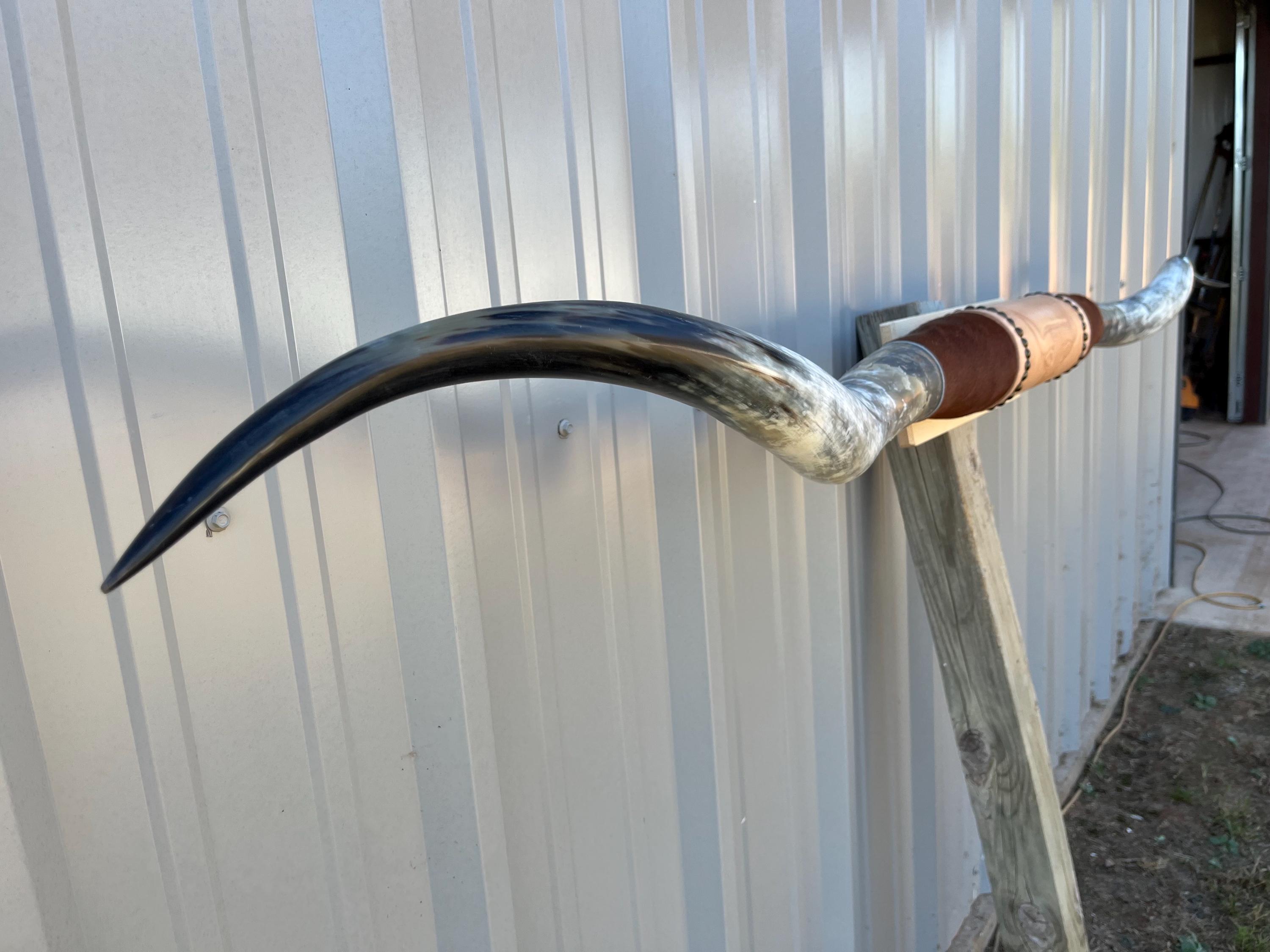 マウントされた雄牛の角 7 フィート 1/4 インチ幅 磨かれた牛の角 雄牛