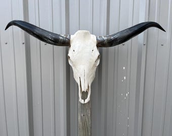 Longhorn steer skull with 3 feet 7" INCH wide polished horns cow bull head authentic Western Decoration