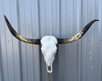 20 Blowng Bull Horns Cow Horns STEER LONGHORN Horns TAXDERMY Polshed