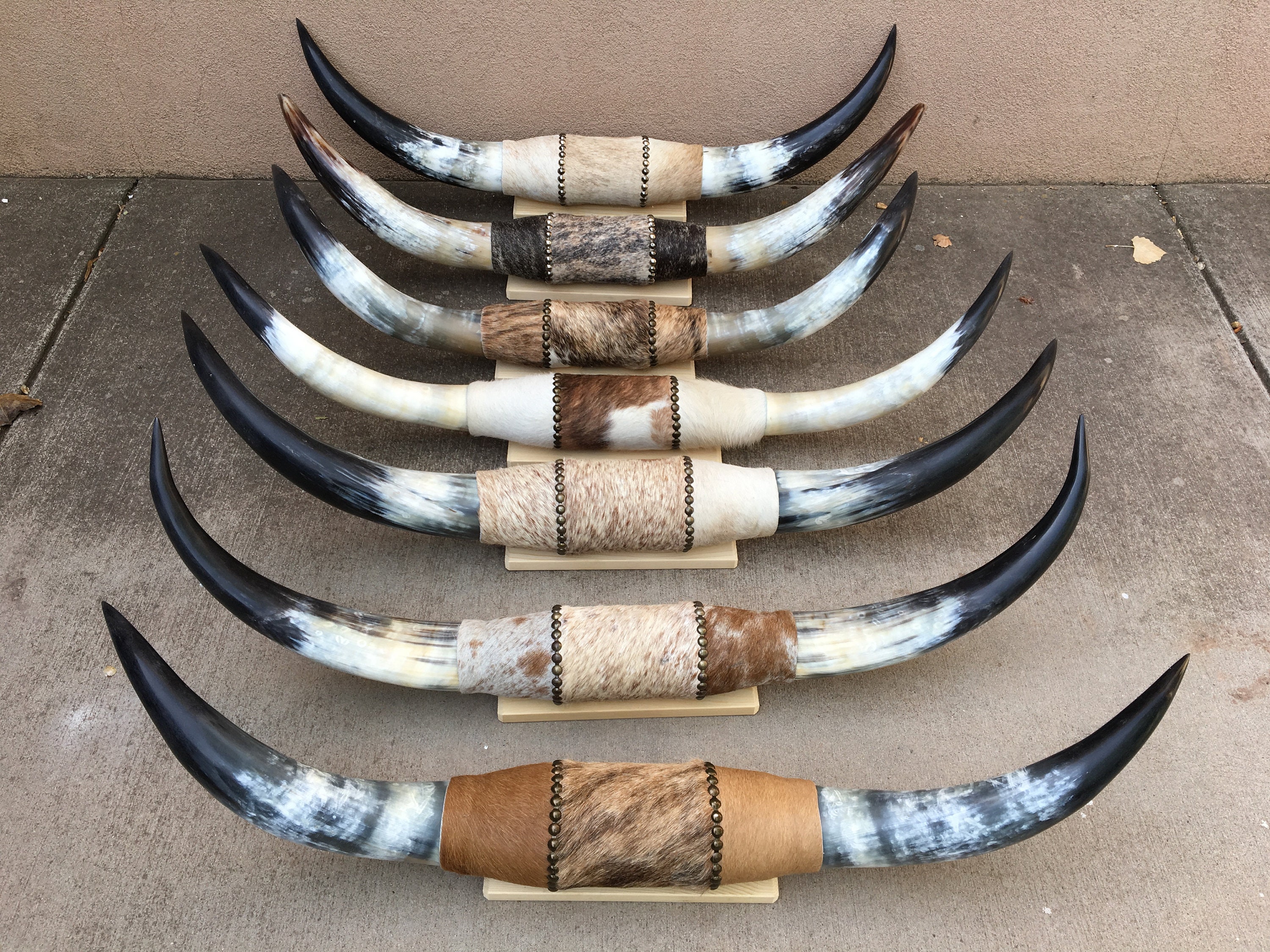 Longhorn Steer Horns for sale Only 2 left at 60