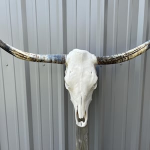 Longhorn bull skull with 3 feet 9 1/2” inch wide Unpolished horns cow bull head authentic Western Decoration