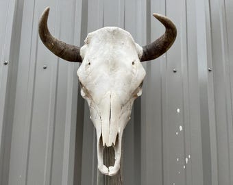 ワトゥシ雄牛の頭蓋骨、幅3フィート3インチの磨かれた角、牛の雄牛の頭