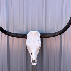 Longhorn bull skull with 3 feet wide Unpolished horns cow bull head authentic Western Decoration