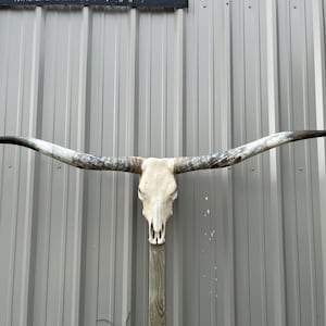 Longhorn steer skull with Huge 6 feet 6” INCH wide polished horns cow bull head authentic Western Decoration