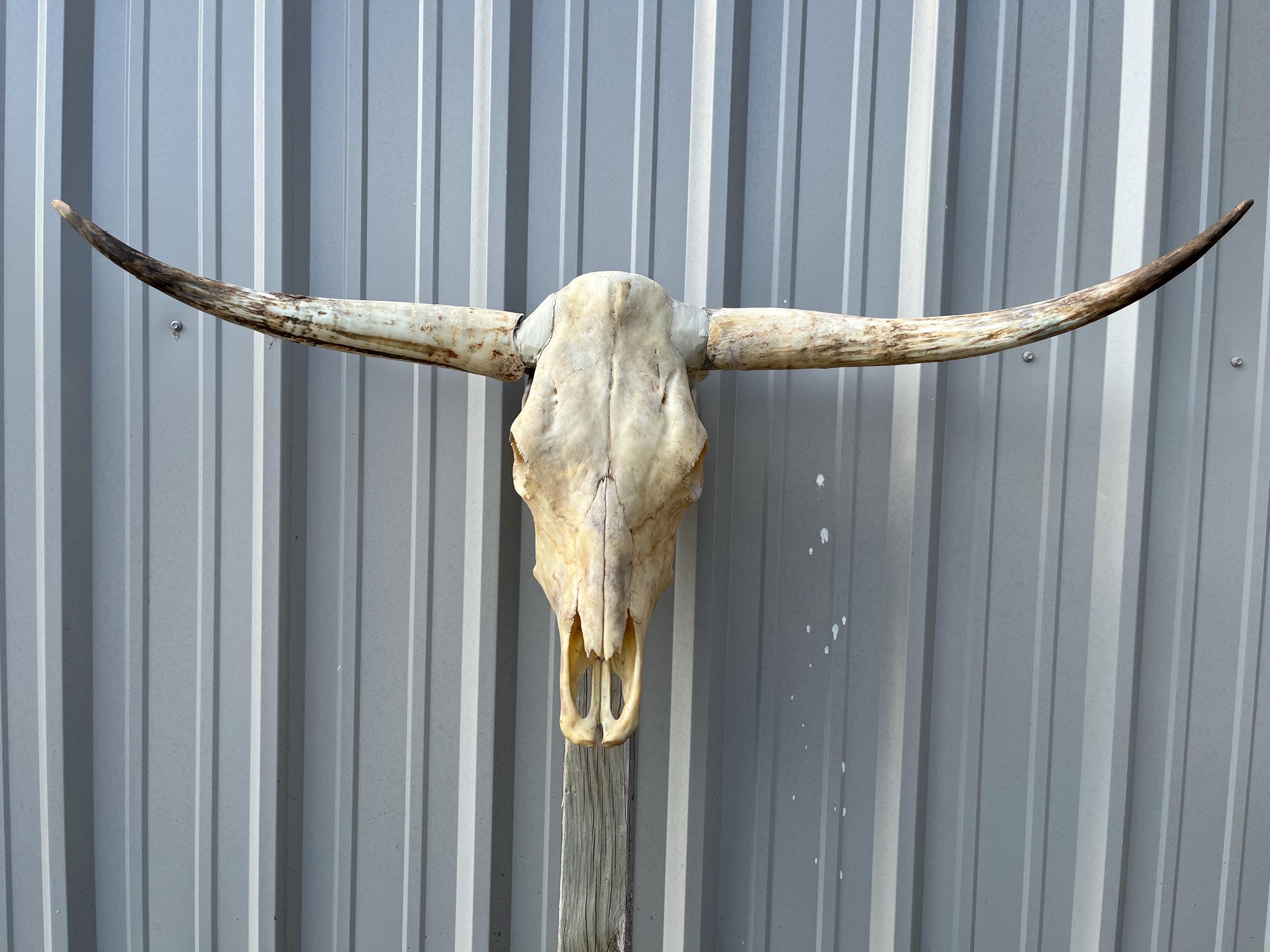 Real Cow Skull - Etsy