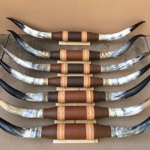 幅6フィートから6フィート4インチの雄牛の角（1つだけ）磨かれた牛の角、雄牛の西洋装飾