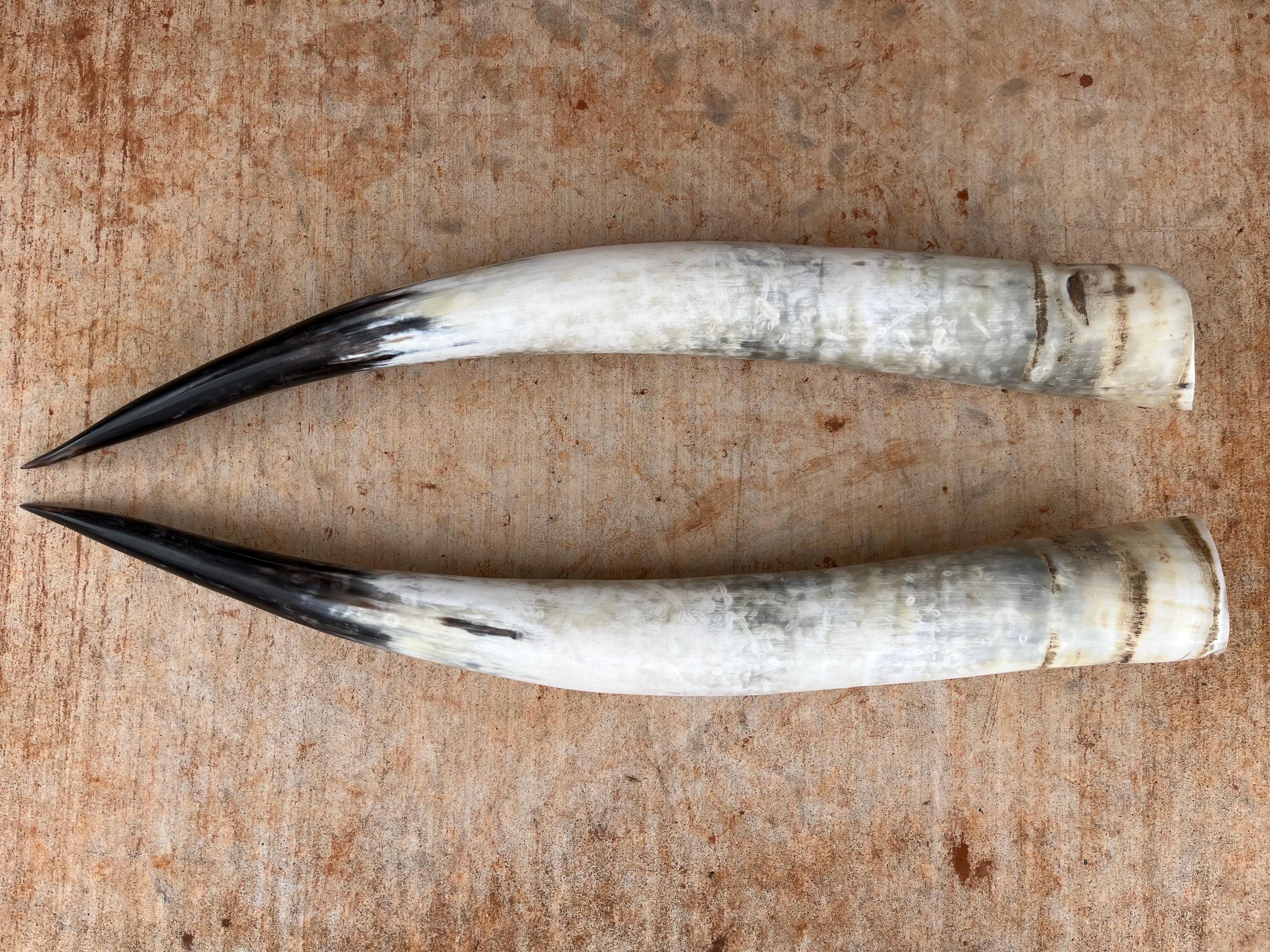 31インチの雄牛の角のペア（各角31インチ）磨かれた牛の角、雄牛の厚い