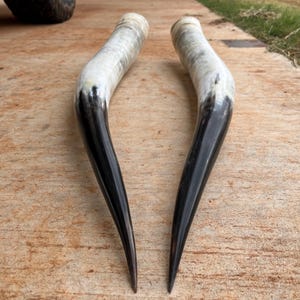 Op de afbeelding: Twee gebogen, gepolijste hoorns met een zwarte basis en een gemarmerde witte en grijze bovenkant. De hoorns liggen op een bruin oppervlak, waarbij hun natuurlijke vorm en kleurvariaties worden getoond. Ze zijn waarschijnlijk decoratief.