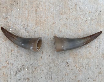 雄牛の角（1本のみ）黒色火薬や西洋装飾、工芸品に使用できる天然牛角