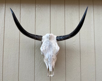 Longhorn steer skull with 27  1/4" INCH wide polished horns cow bull head authentic Western Decoration