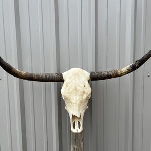 Longhorn bull skull with 3 feet 7&quot; inch wide Unpolished horns cow bull head authentic Western Decoration