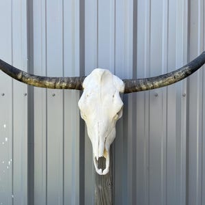 Longhorn bull skull with 3 feet 9 1/2” inch wide Unpolished horns cow bull head authentic Western Decoration