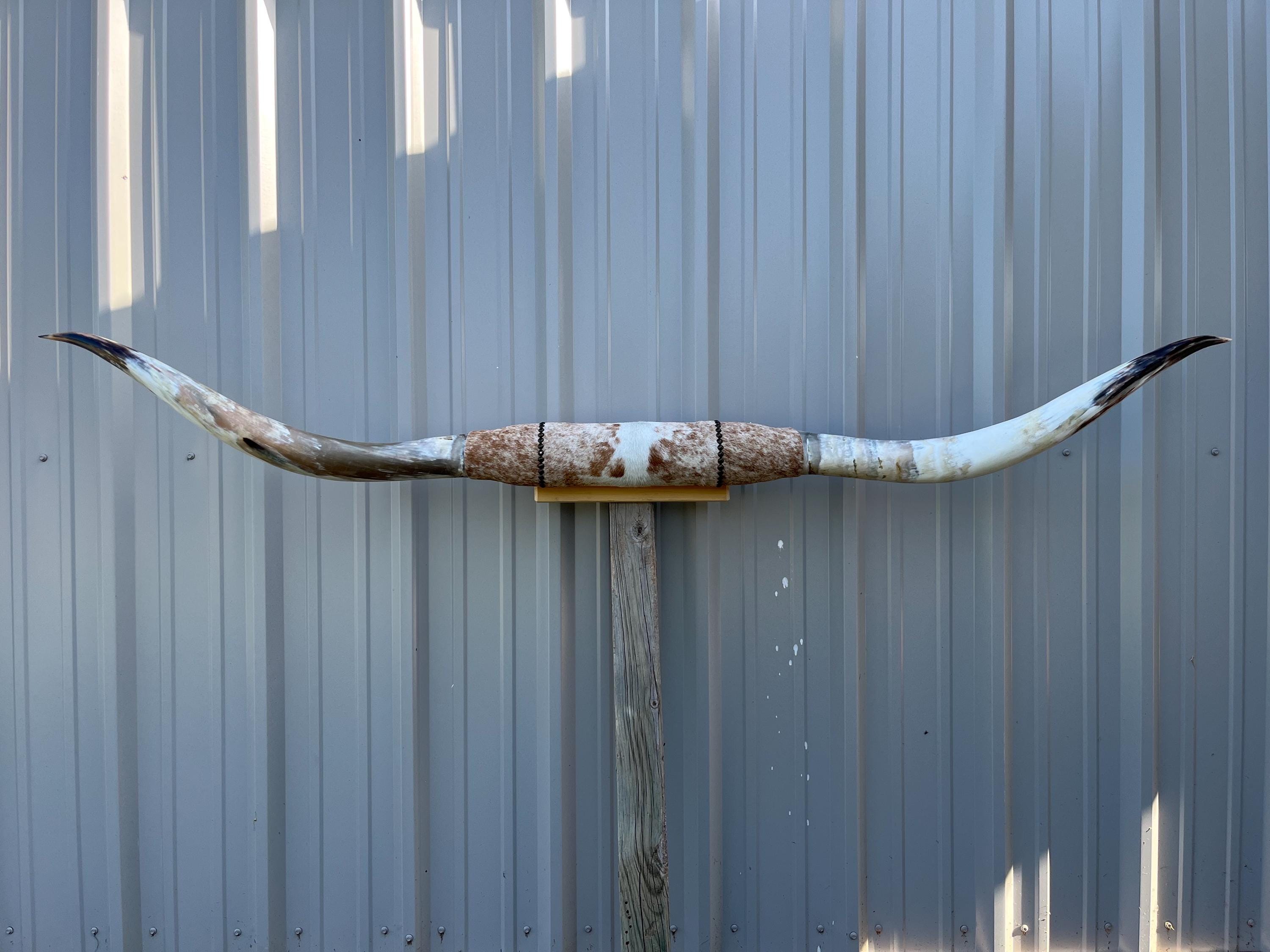 本物　天然　牛の角　テキサス　カウボーイ　インテリア 本物 天然 牛の角 テキサス カウボーイ インテリア 幅7フィートの磨