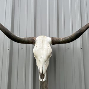 Longhorn bull skull with 3 feet 6” inch wide Unpolished horns cow bull head authentic Western Decoration