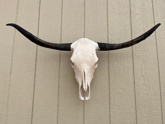 Longhorn steer skull with 3 feet 9" inch wide Unpolished horns cow bull head authentic Western Decoration