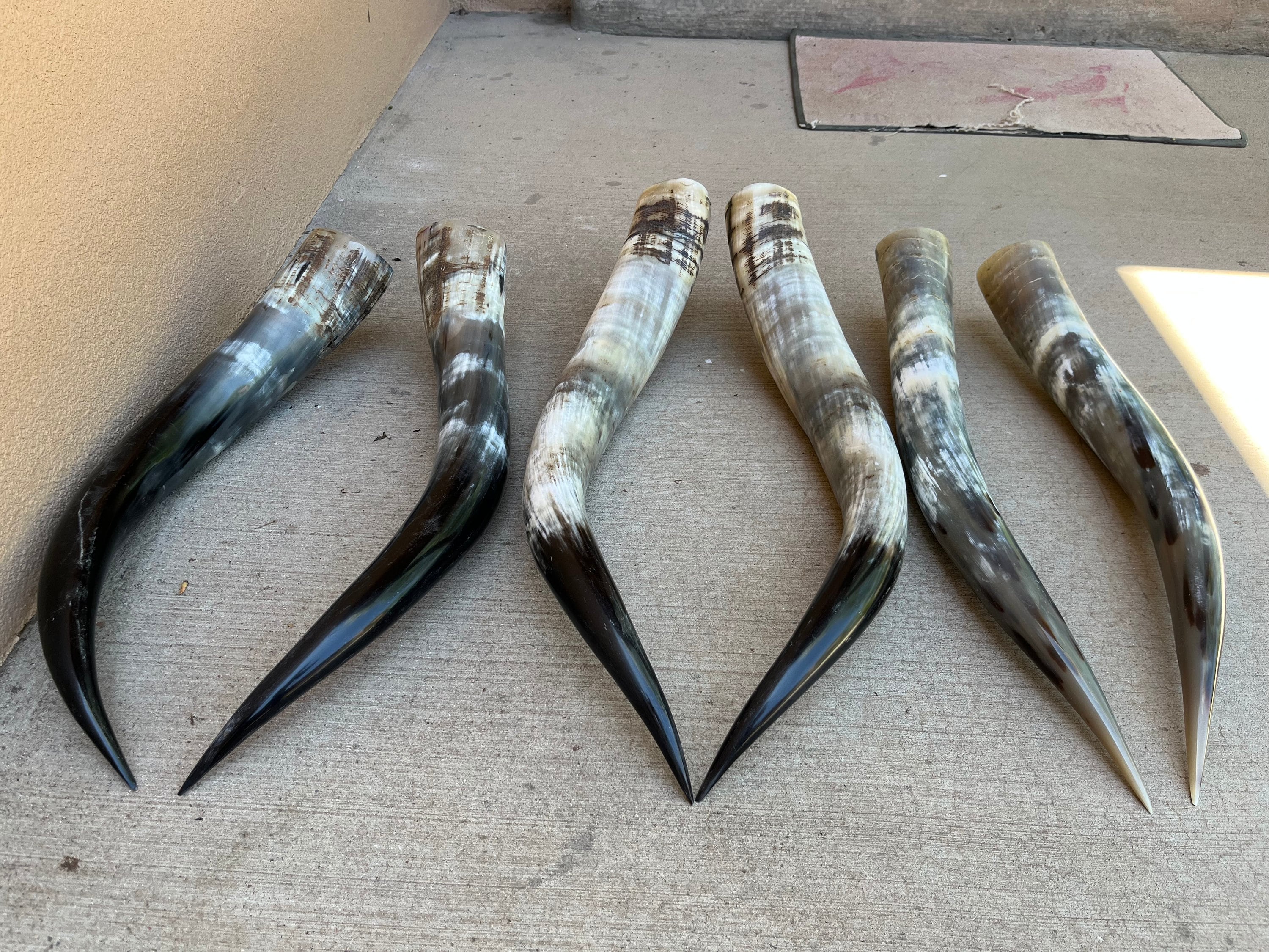 雄牛の角のペア（1組のみ）各角の長さは22インチから27インチです