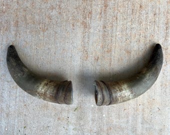 雄牛の角（1本のみ）黒色火薬や西洋装飾、工芸品に使用できる天然牛角