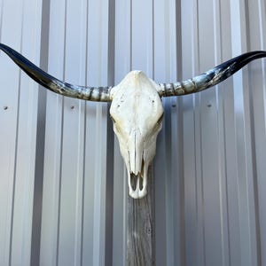 4フィート2インチ幅の磨かれた角を持つロングホーン雄牛の頭蓋骨、牛の雄牛の頭、本物の西洋の装飾