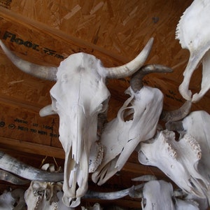 Real Steer skull head one only cow horns 18 to 23 wide bull authentic Western Decoration image 2