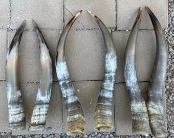 雄牛の角 雄牛の角のペア（1組のみ）各角の長さは22インチから27インチです
