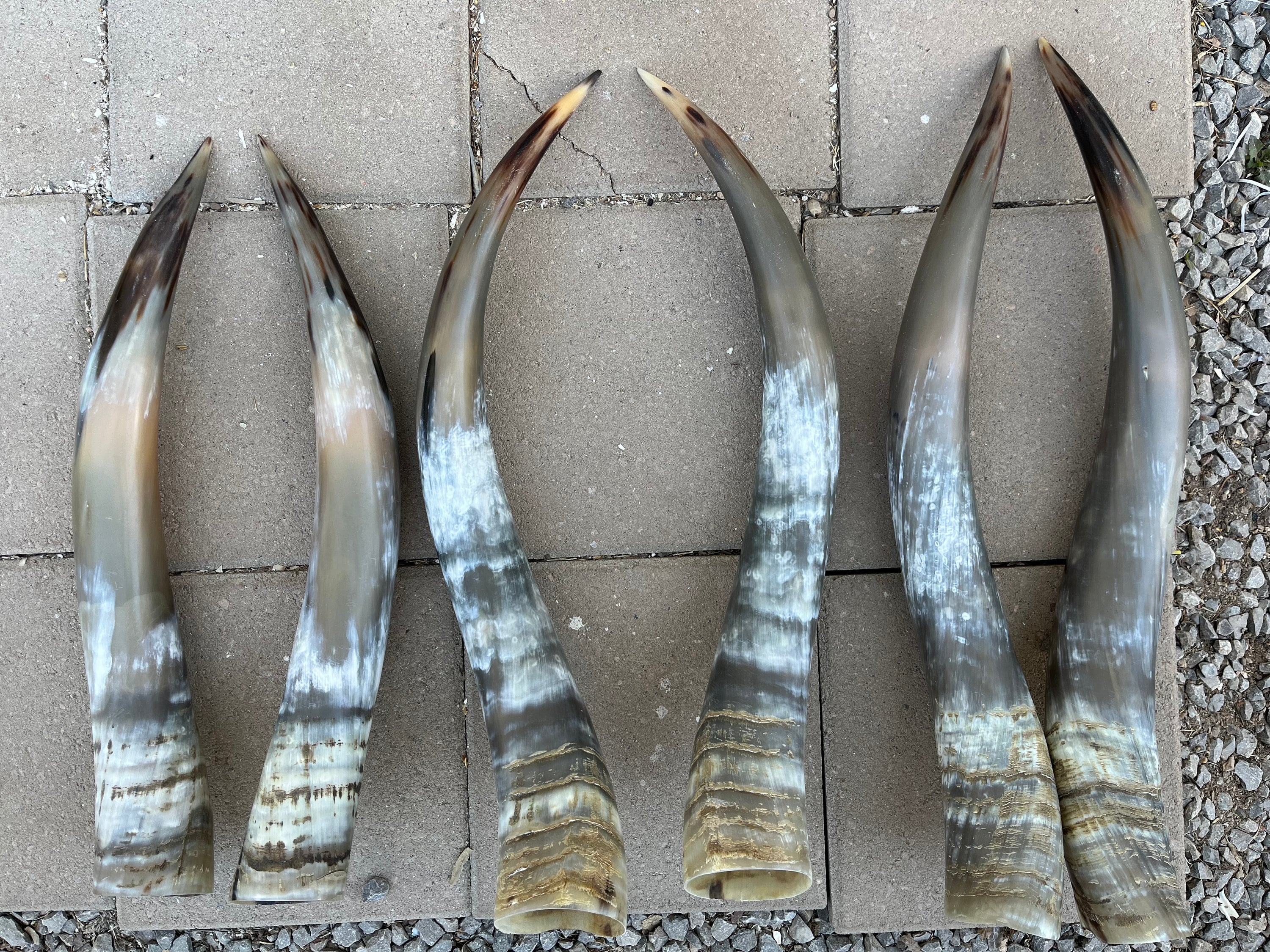 雄牛の角のペア（1組のみ）各角の長さは22インチから27インチです