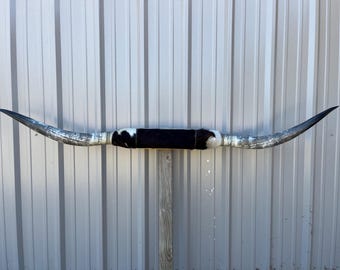 マウントされた雄牛の角 7フィート 1 1/2インチ幅 磨かれた牛の角 雄牛