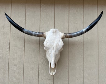 Longhorn steer skull with 4 feet wide polished horns cow bull head authentic Western Decoration