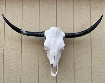 Longhorn steer skull with 3 feet 5" INCH wide polished horns cow bull head authentic Western Decoration