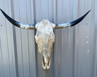 ワトゥシ雄牛の頭蓋骨、幅3フィート3インチの磨かれた角、牛の雄牛の頭