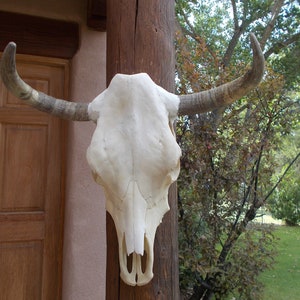 Real Steer skull head one only cow horns 18 to 23 wide bull authentic Western Decoration image 3