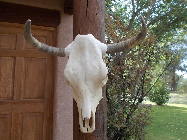 Real Steer skull head one only cow horns 18 to 23 wide bull authentic Western Decoration image 3